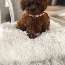 Poodle Puppies from Premier Poodle
