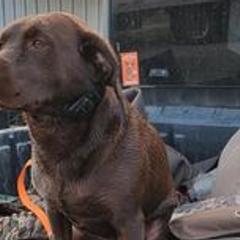 Labrador Retrievers from Tnt's chocolate labs