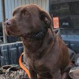 Labrador Retrievers from Tnt's chocolate labs