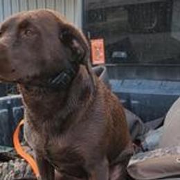 Labrador Retrievers from Tnt's chocolate labs