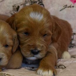 Female 3 of 3 - Apricot female Goldendoodle puppy in Macedon, New York from Toodles Goldendoodles
