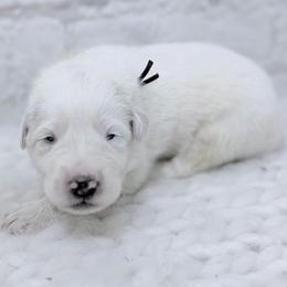 Buck - Brown collar - White male Great Pyrenees puppy in San Marcos, California from Faith Family Freedom Farm