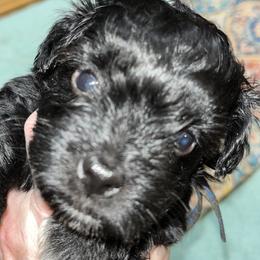 Ricky (blue collar) - Black male Miniature Schnauzer puppy in Port Orchard, Washington from Silver Bells Miniature Schnauzers