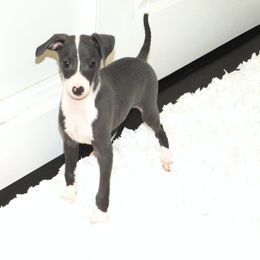 Amira Male 4 - Blue male Italian Greyhound puppy in Sparta, Tennessee from Summerwind Kennel