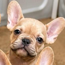 Forest - Blue fawn male French Bulldog puppy in Saucier, Mississippi from Mississippi Sound Frenchies