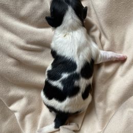 Girl 2 - Shih Tzu puppy in Moreno Valley, California from Legacy Shihtzus