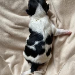 Girl 2 - Shih Tzu puppy in Moreno Valley, California from Legacy Shihtzus