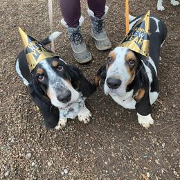 Basset Hound All Grown Up from Renaissance Bassets
