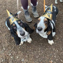 Basset Hound All Grown Up from Renaissance Bassets