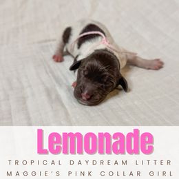 Boy 3 - male Newfoundland puppy in Alto, Georgia from KelleyDoodles