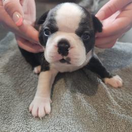 Girl 2 - Big brindle female - Black brindle and white female Boston Terrier puppy in Sulphur Springs, Texas from B&B Bostons