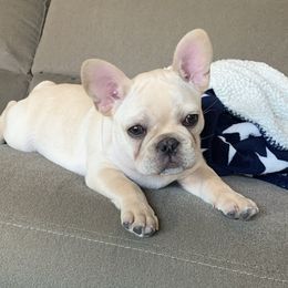 Bulldogs and French Bulldogs from Salem Bulldogs