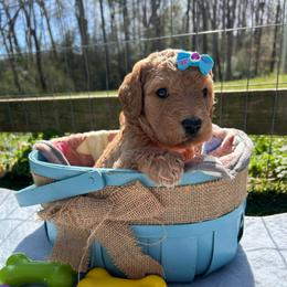 Beacon - Red  female Goldendoodle puppy in Camden, North Carolina from Oopsie Doodles of NC