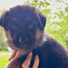 Cristal - Black and red female German Shepherd puppy in Canton, Texas from WILDWOOD GERMAN SHEPHERDS