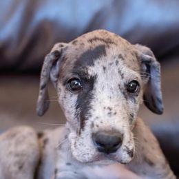Great Danes from Glacier Danes