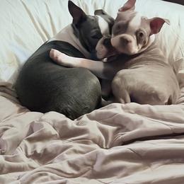 Boston Terrier Puppies from SB Bostons