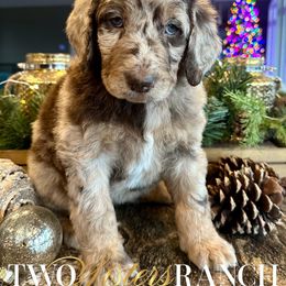 Violet - female Newfypoo puppy in Jackson, Missouri from Two Sisters Ranch, LLC