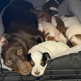 Dachshund Puppies from M5 Dachshunds