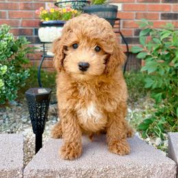 Oliver-Toy Poodle - Red male Maltipoo puppy in Morehead, Kentucky from Paw Perfect Pets