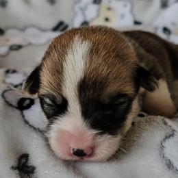 Sweet Pie - White and red female Pembroke Welsh Corgi puppy in Williams, California from Half Hitch Corgis