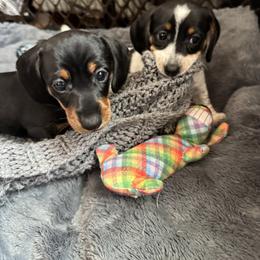 Dachshund Puppies from Sweet As Pie Doxies