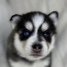 Pomsky Puppies from Brent Bauer