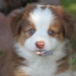 Canela (Cinnamon) - Red tri-color female Miniature American Shepherd puppy in South El Monte, California from Red Moon Mini Aussies