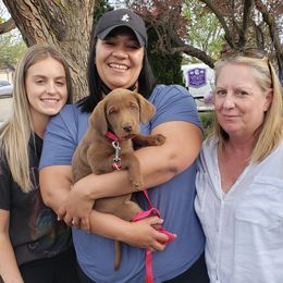 Labrador Retriever Puppies from Rick's Retrievers