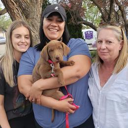 Labrador Retriever Puppies from Rick's Retrievers