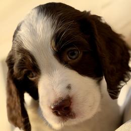 October - light blue collar - White and liver female English Springer Spaniel puppy in Tea, South Dakota from Mindy's English Springer Spaniels