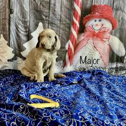 Major - Silver gray male Weimaraner puppy in Aitkin, Minnesota from Whispering’s GunDogs