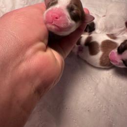 Raine - Red female Havanese puppy in Chaska, Minnesota from Happy Paws Havanese
