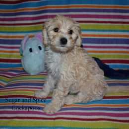 Valerie - Cream female Cockapoo puppy in Hopkins, South Carolina from Sugar and Spice Cockapoos