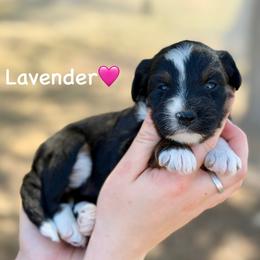 Lavender - Black tri-color female Aussiedoodle puppy in Lancaster, Minnesota from Finney Ranch