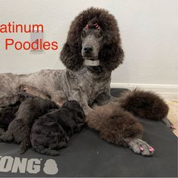 Vika - Poodle