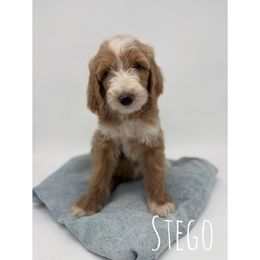 Stego - Red  male Goldendoodle puppy in Smithfield, Kentucky from KBK9 Kennels