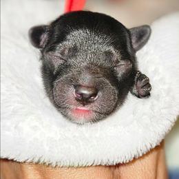 Red Boy - Black male Yorkipoo puppy in Coolidge, Arizona from Effervescent-Pooches
