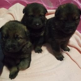 German Shepherd Puppies from Spruce Valley German Shepherds