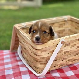 Border Collie and English Shepherd Puppies from Kefi Collie Co