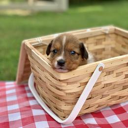 Border Collie and English Shepherd Puppies from Kefi Collie Co