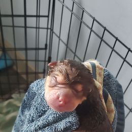 Speer - Brown male Chinese Shar-Pei puppy in Ste. Marie, Illinois from JoShel’s Silver Lined Wrinkles and Tails