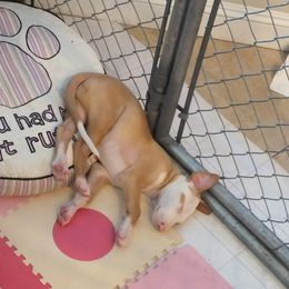 Ibizan Hound Puppies from Someday Ibizans