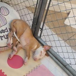 Ibizan Hound Puppies from Someday Ibizans