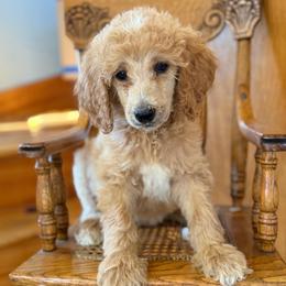 Snickers - Apricot male Poodle puppy in St. Johnsbury, Vermont from Poodles of the Northern Woods