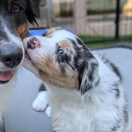 Racer - Blue merle male Australian Shepherd puppy in West Greenwich, Rhode Island from Ocean Cliff Aussies