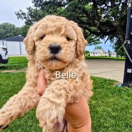 Belle - Apricot female Goldendoodle puppy in Red Oak, Iowa from Fisher Pups-Stay Golden with a Doodle