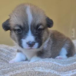 Sophie - Sable female Pembroke Welsh Corgi puppy in Checotah, Oklahoma from Skoal Creek Corgi's