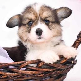 Pembroke Welsh Corgi Puppies from MG Corgis
