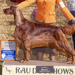 Cocker Spaniels and Irish Setters from Ashwood Cockers