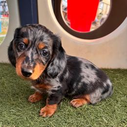 Cakey-Cat - Dapple male Dachshund puppy in Duncan, Arizona from Bootheel Doxies & Poms